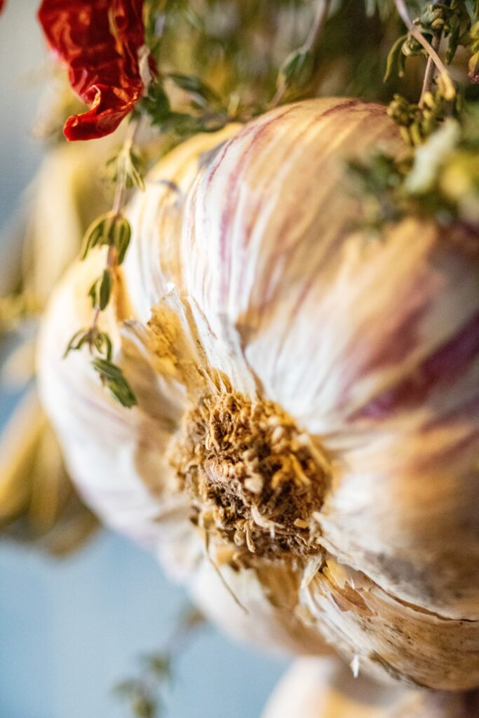 Garlic head dry herb medicine