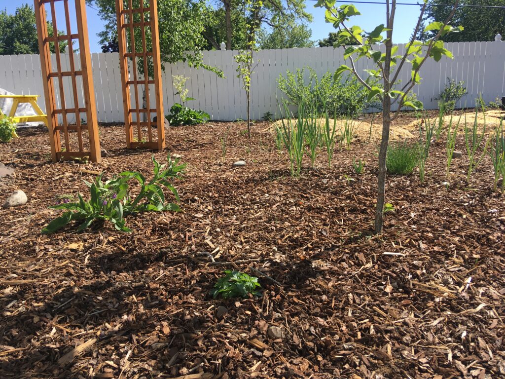 Perennial food forest in spring