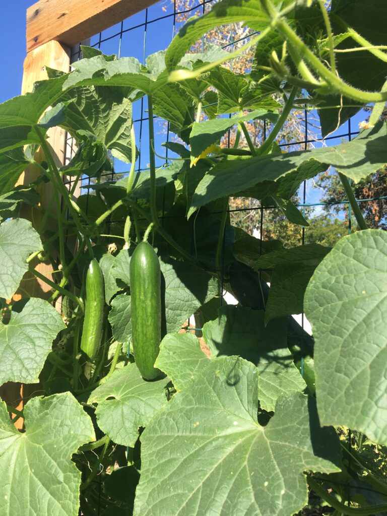 Cucumbers climbing trellis in food forest