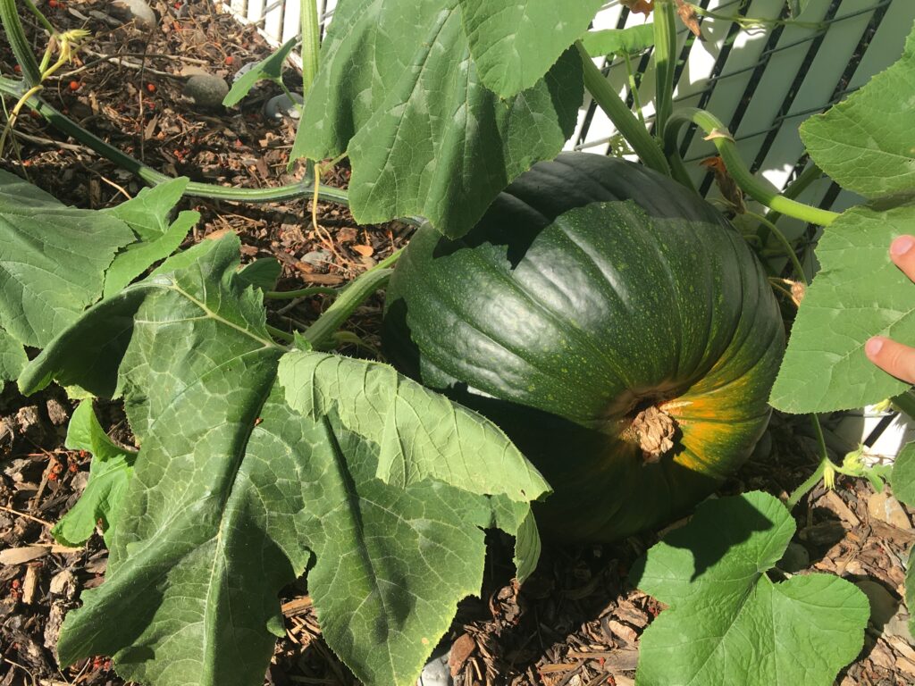 Pumpkin getting closer for autumn